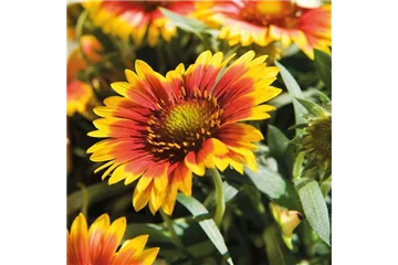 DAUERHAFT SCHöN! DAUERHAFT SCHöN!