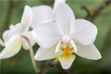 DAS GROSSE ORCHIDEEN EINMALEINS! DAS GROSSE ORCHIDEEN EINMALEINS!