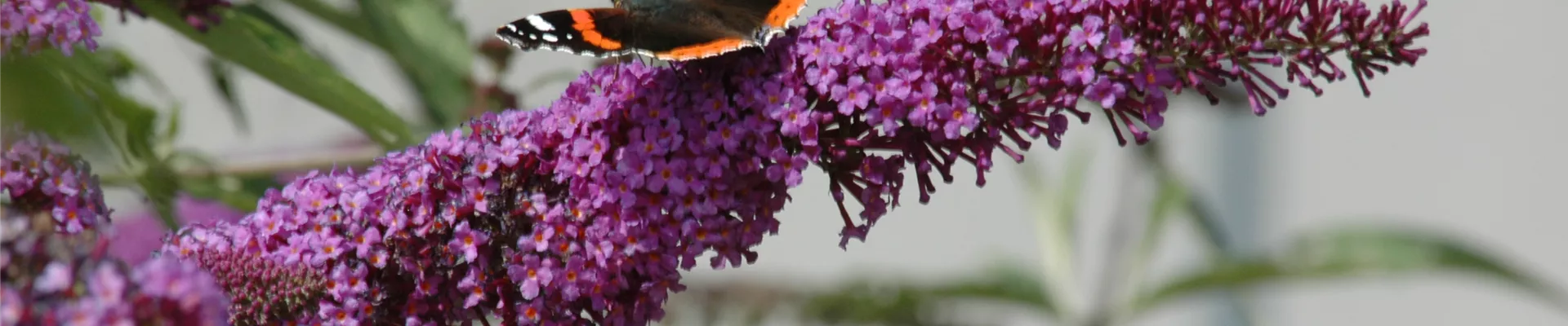 Schmetterling auf Sommerflieder