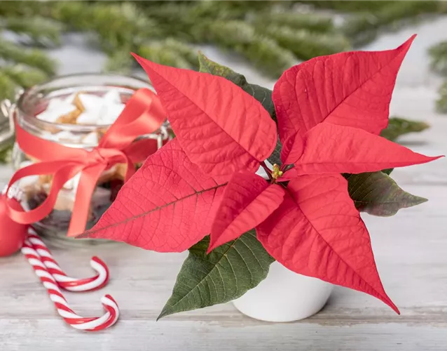 ZIMMERPFLANZEN ZU WEIHNACHTEN ZIMMERPFLANZEN ZU WEIHNACHTEN