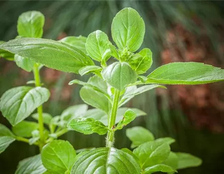 FRISCHE KRäUTER AUS ITALIEN