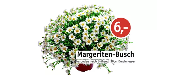 WIE GEHT...KÜRBIS FLORAL GESCHMÜCKT?