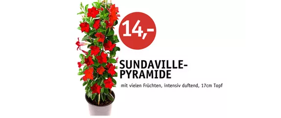WIE GEHT...KÜRBIS FLORAL GESCHMÜCKT?