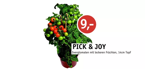 WIE GEHT...KÜRBIS FLORAL GESCHMÜCKT?
