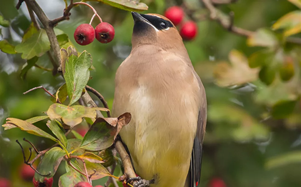 Für die kleinen! - Abteilung Wildvogel & Nager Für die kleinen! - Abteilung Wildvogel & Nager