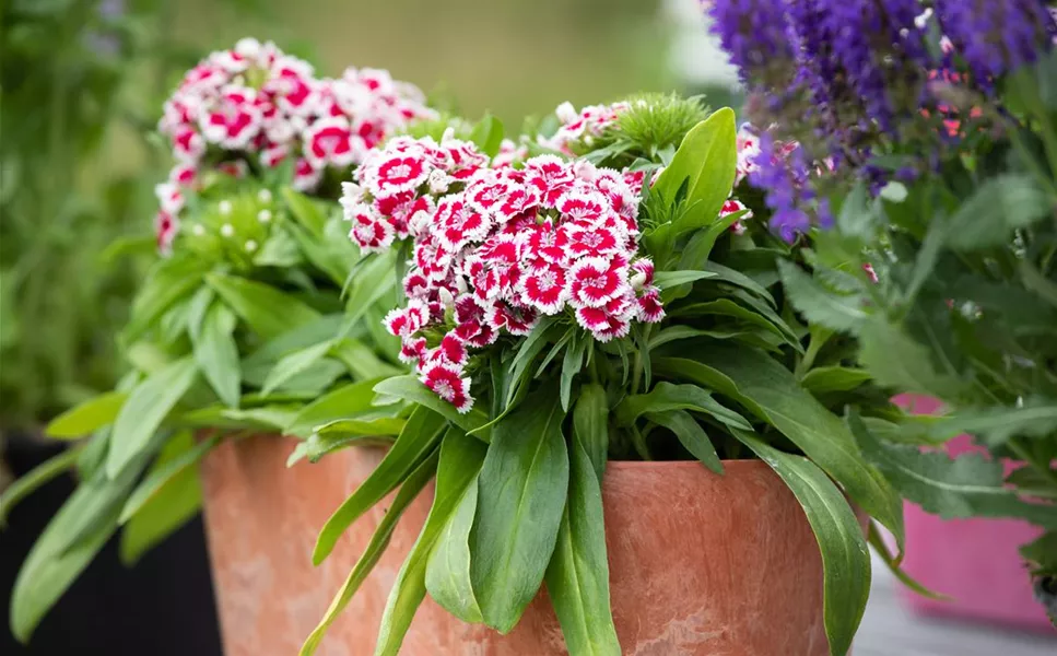 Pflanzideen - Besondere Arrangements