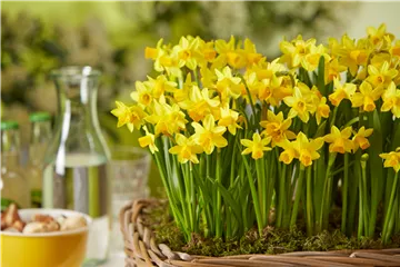 PFLANZE DES MONATS FEBRUAR: NARZISSE