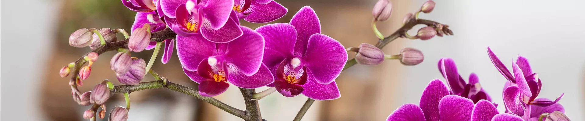 Pflanze des Monats Januar: Orchidee