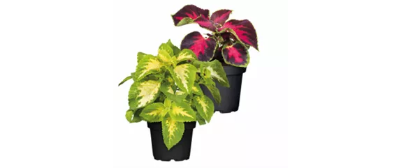 SO SCHöN BLüHT ES IM BEET! 