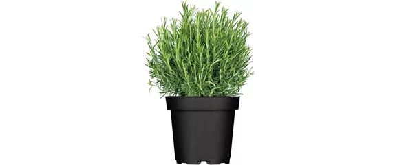 URLAUBSGEFÜHLE ZUHAUSE! 