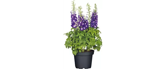 SOMMER IM STAUDENGARTEN!