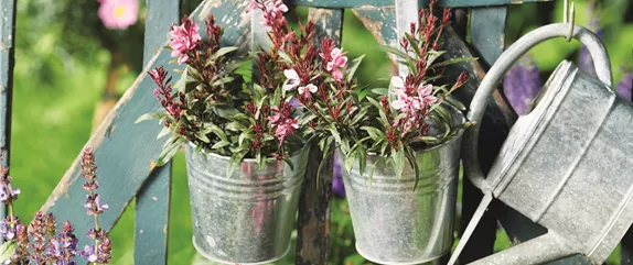 SOMMER IM STAUDENGARTEN!