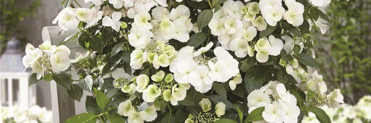 BLÜTENPRACHT IM SCHATTEN!