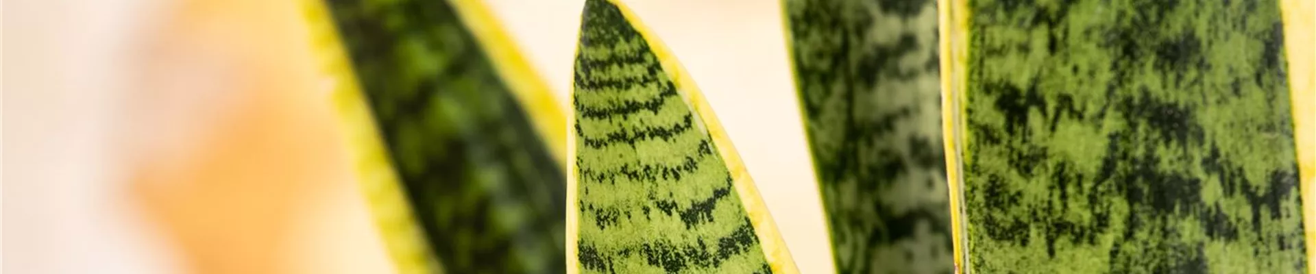 Sansevieria trifasciata