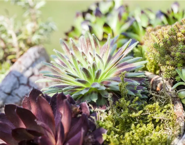DAS SEMPERVIVUM!