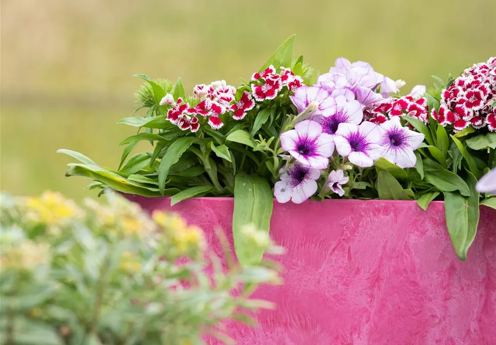 STIMMUNGSMACHER STIMMUNGSMACHER