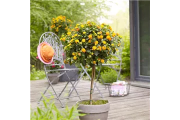 HüBSCH EINGETOPFT! HüBSCH EINGETOPFT!