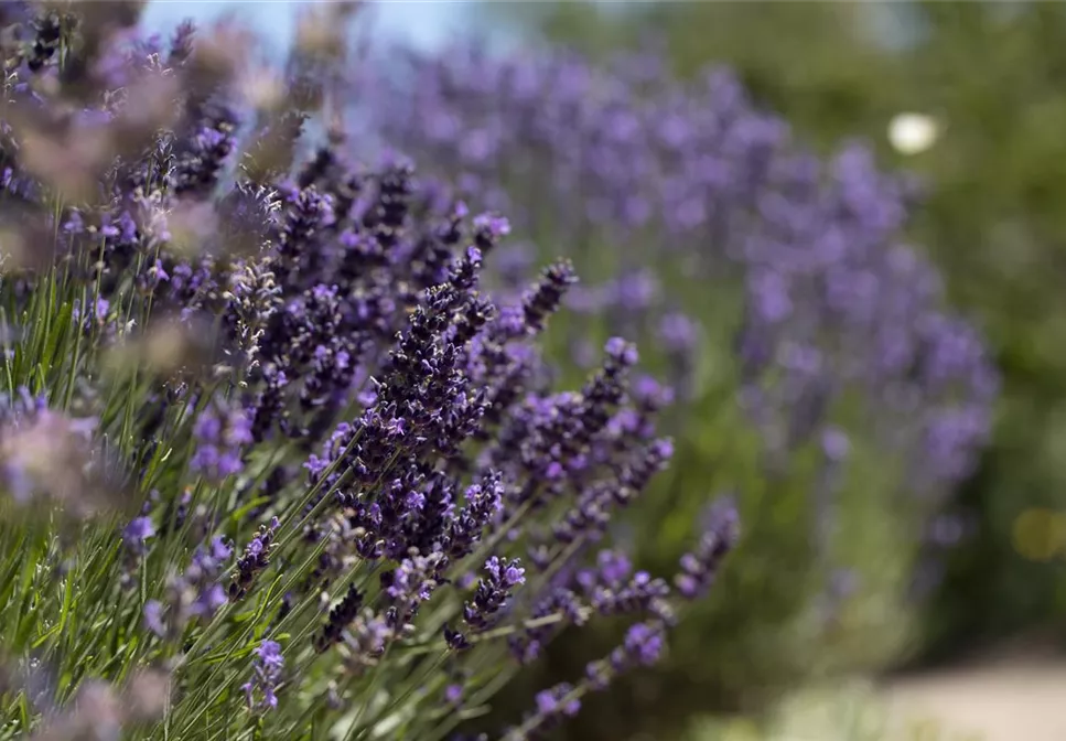 AROMATISCHE PFLANZIDEEN AROMATISCHE PFLANZIDEEN