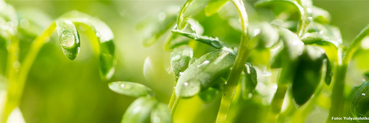 Pflanze des Monats Mai: Kresse