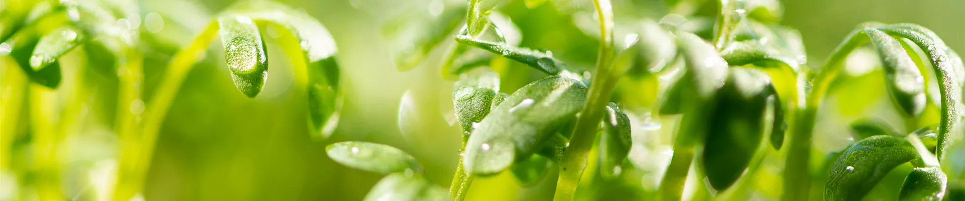 Pflanze des Monats Mai: Kresse