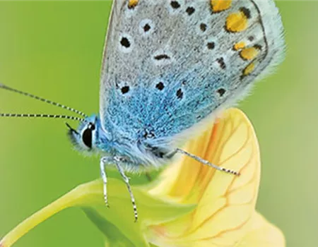 ALLES BIO, ODER WAS? 