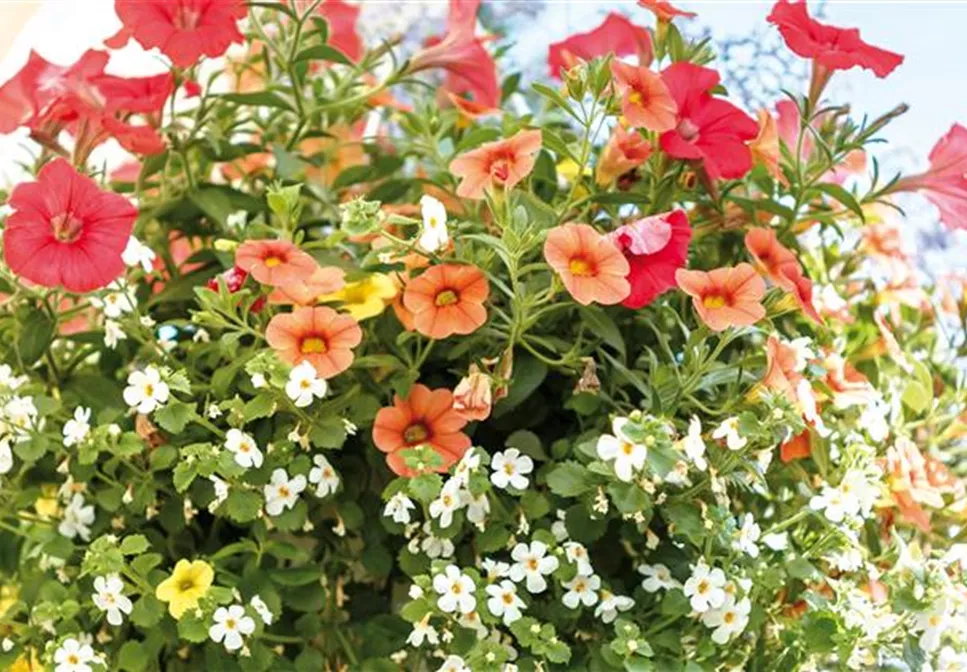 HäNGENDE GäRTEN FüR DEN BALKON HäNGENDE GäRTEN FüR DEN BALKON