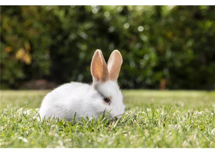 Kleintiere im Freigehege Kleintiere im Freigehege
