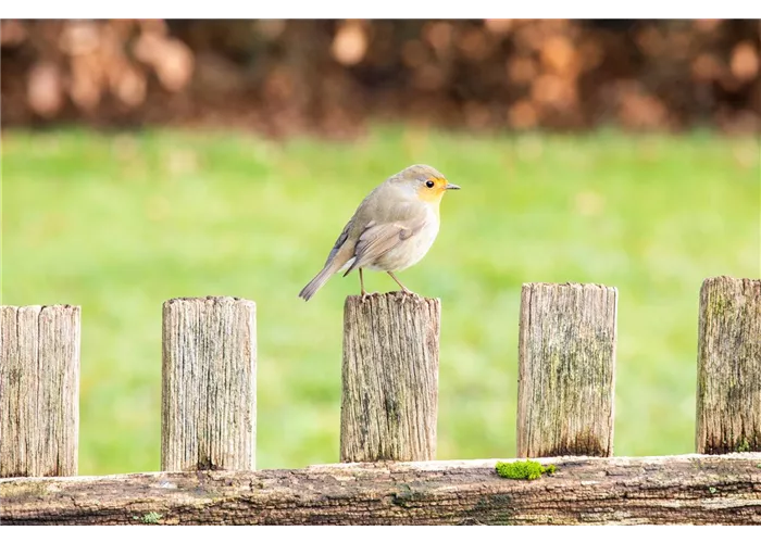 Vogelfutter Vogelfutter