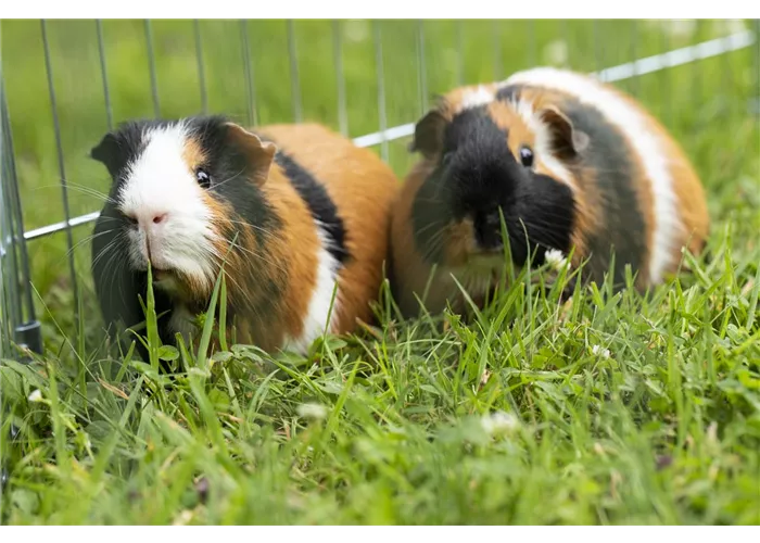 Kleintiere, die Begleiter der Kindheit Kleintiere, die Begleiter der Kindheit