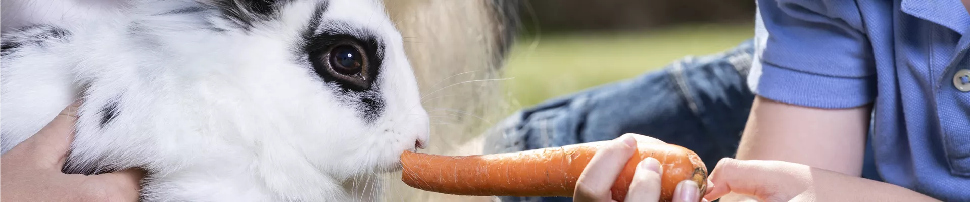 Kinder füttern Kaninchen