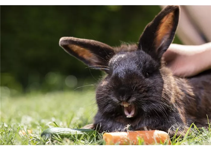 Tierisch cool an heißen Sommertagen Tierisch cool an heißen Sommertagen