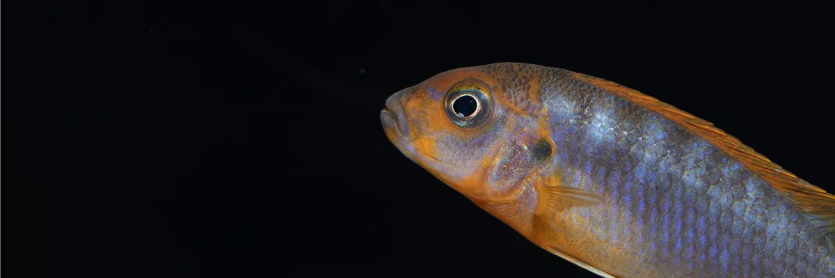 Aurora-Felsenbuntbarsch