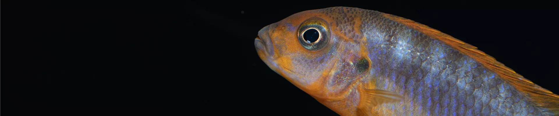 Aurora-Felsenbuntbarsch