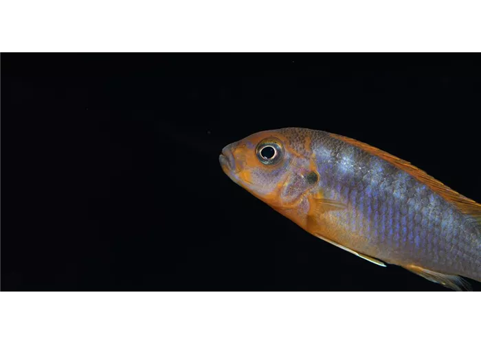 Fischfutter – Flocken, Tabs & Co. Fischfutter – Flocken, Tabs & Co.