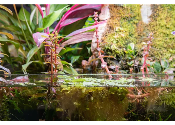 Aquarium einrichten Aquarium einrichten