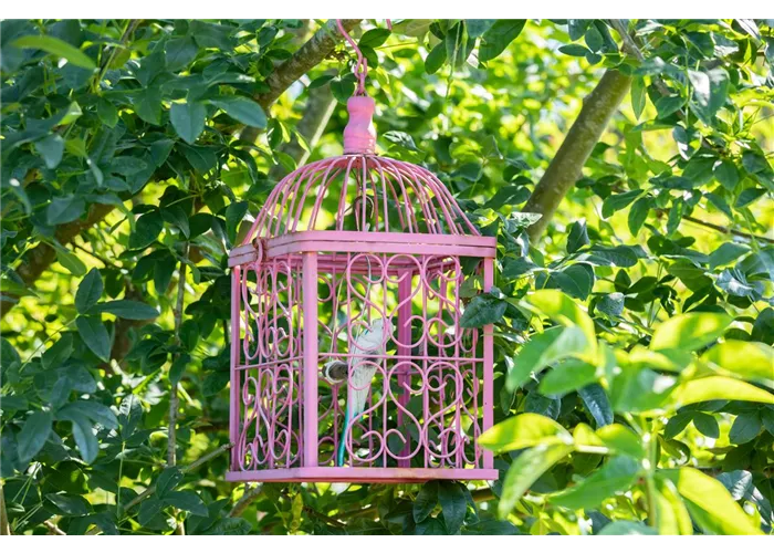 Welcher Ziervogel passt zu mir? Welcher Ziervogel passt zu mir?