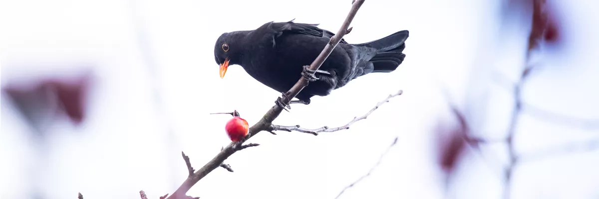 Amsel im Baum