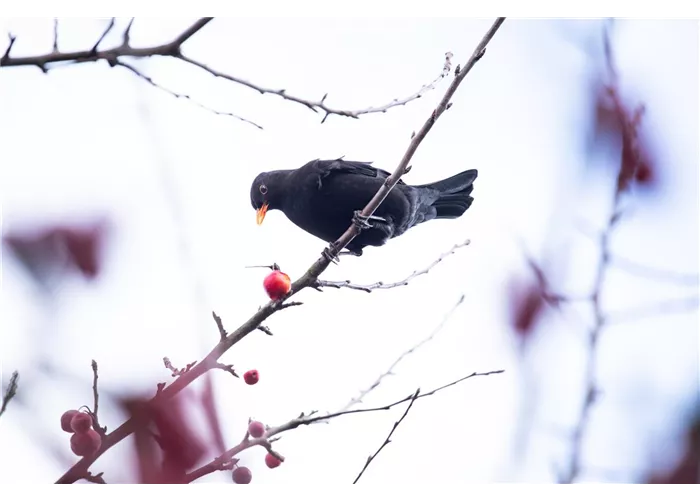 Vögel füttern, das ganze Jahr über! Vögel füttern, das ganze Jahr über!