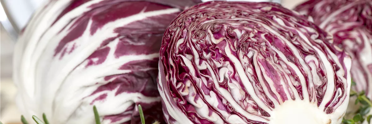 Cichorium intybus var. foliosum