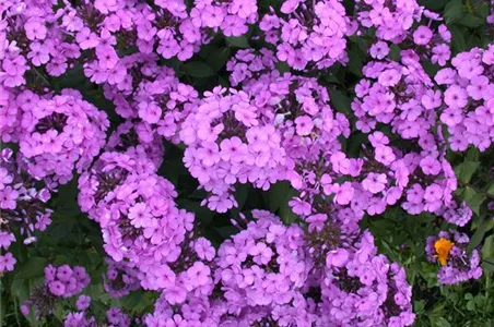 PHLOX