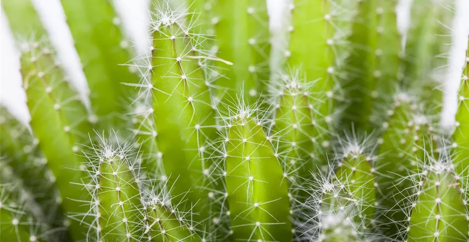 KAKTEEN & DER RICHTIGE STANDORT