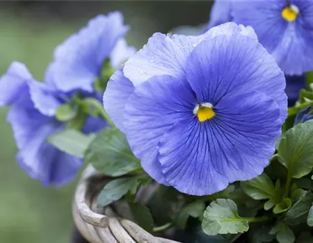 FRüHLING AUF DEM BALKON