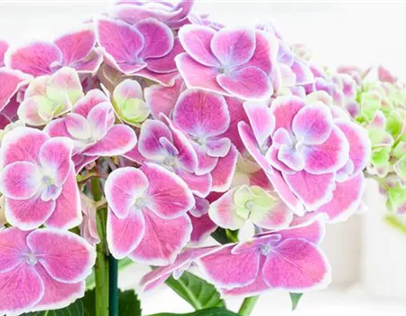 DIE BELIEBTESTEN ZIMMERPFLANZEN