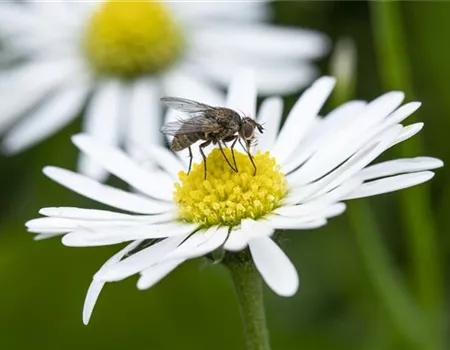 BIOLOGISCHER PFLANZENSCHUTZ IM GARTEN