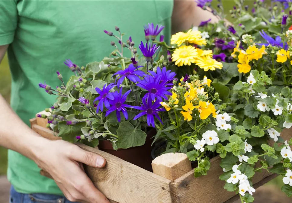 BUNTE PFLANZIDEEN BUNTE PFLANZIDEEN