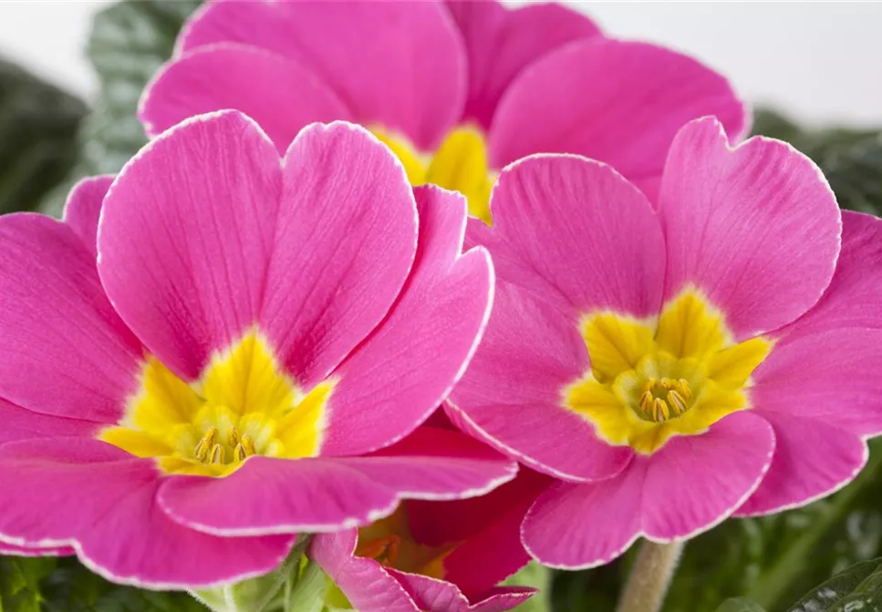 APRIL, APRIL – DER MACHT WAS ER WILL! APRIL, APRIL – DER MACHT WAS ER WILL!