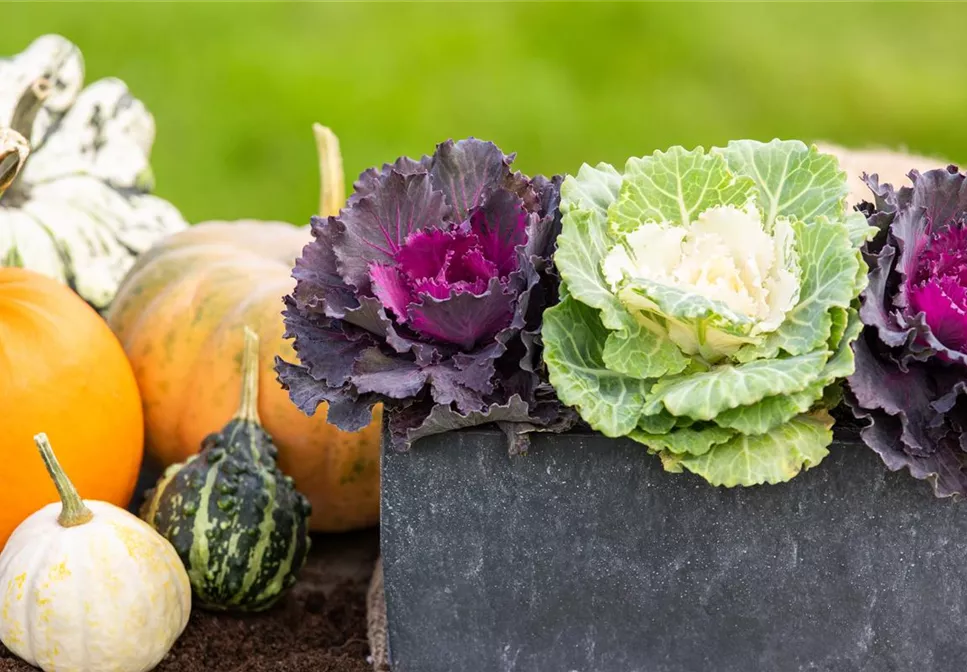 MUST-HAVES FÜR DEN HERBST! MUST-HAVES FÜR DEN HERBST!