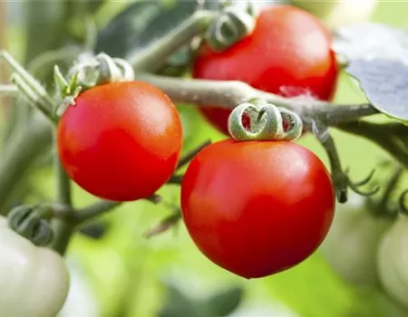 ALTE TOMATENSORTEN FüRS FREILAND!