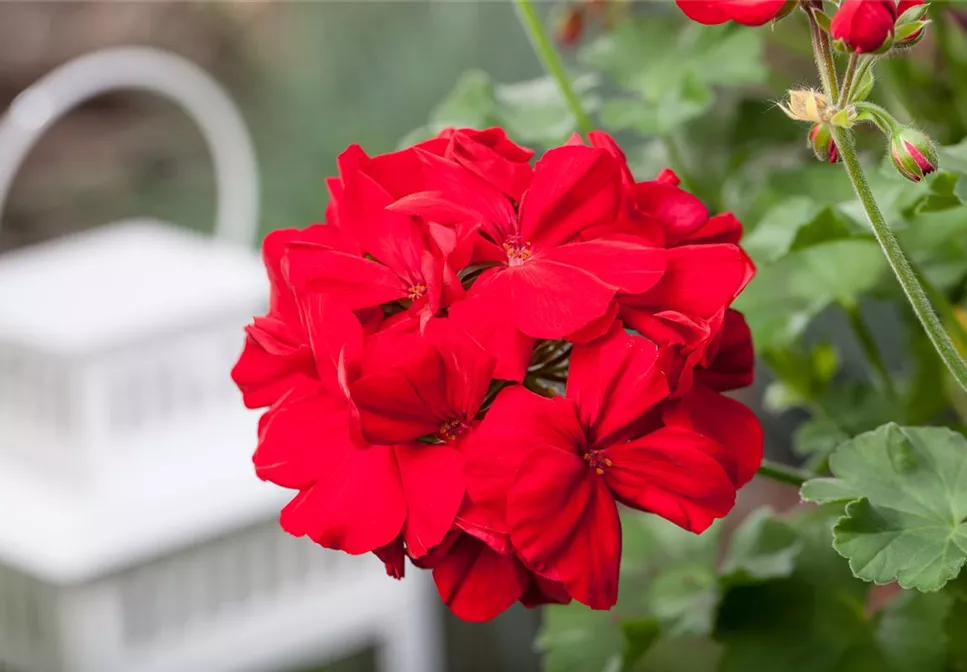 ROTE PFLANZIDEEN ROTE PFLANZIDEEN