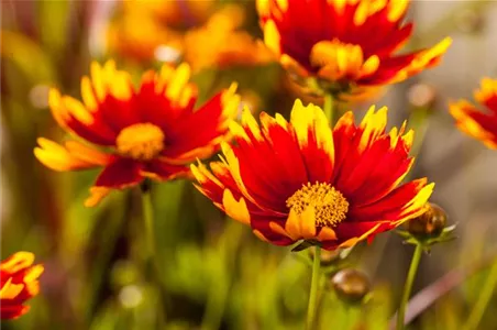 Kokardenblume